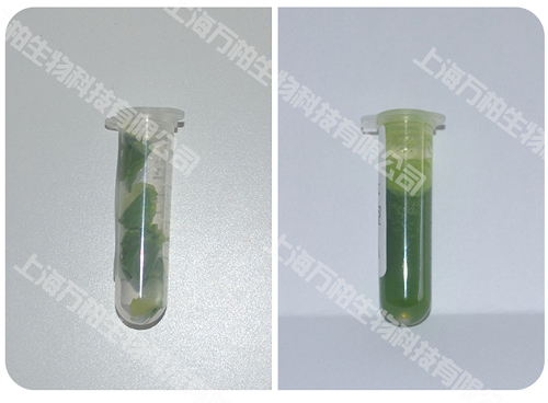 上海青研磨前后