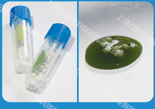 植物组织研磨前后