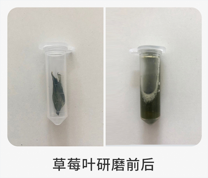 草莓叶研磨前后.jpg
