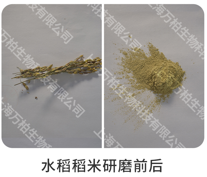 水稻稻米研磨前后.jpg