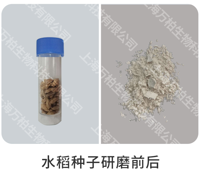 水稻种子研磨前后.jpg